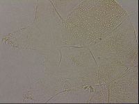 Diploechiniscus oihonnae image