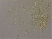 Diploechiniscus oihonnae image