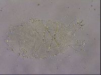 Diploechiniscus oihonnae image