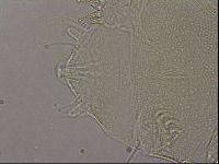 Diploechiniscus oihonnae image