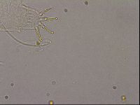 Diploechiniscus oihonnae image