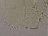 Diploechiniscus oihonnae image
