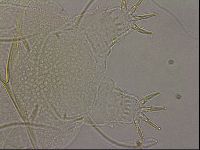 Diploechiniscus oihonnae image