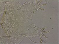 Diploechiniscus oihonnae image