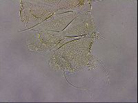 Diploechiniscus oihonnae image