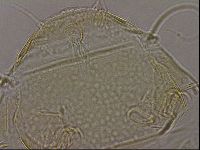 Diploechiniscus oihonnae image