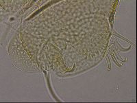 Diploechiniscus oihonnae image