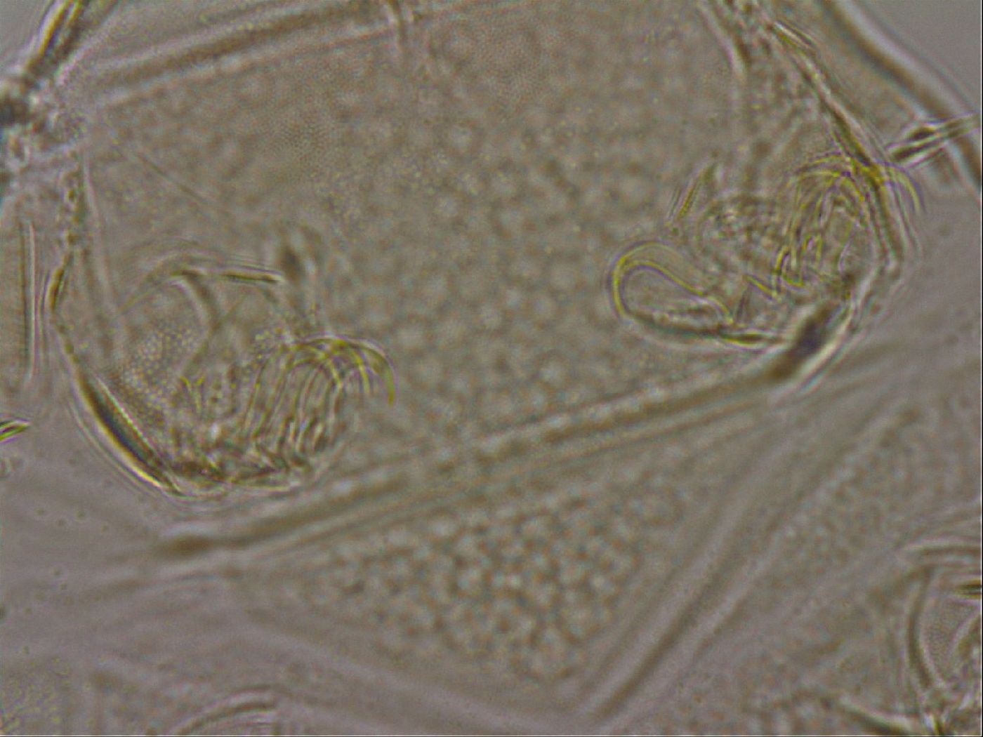 Diploechiniscus oihonnae image