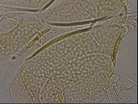 Diploechiniscus oihonnae image