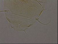 Diploechiniscus oihonnae image