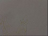 Diploechiniscus oihonnae image