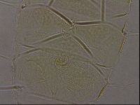 Diploechiniscus oihonnae image