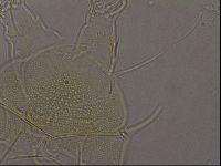 Diploechiniscus oihonnae image