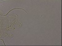 Diploechiniscus oihonnae image