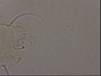 Diploechiniscus oihonnae image