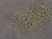 Diploechiniscus oihonnae image