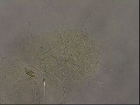 Diploechiniscus oihonnae image