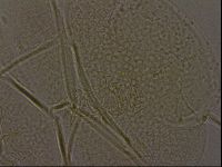 Diploechiniscus oihonnae image