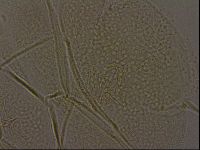 Diploechiniscus oihonnae image