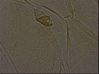 Diploechiniscus oihonnae image