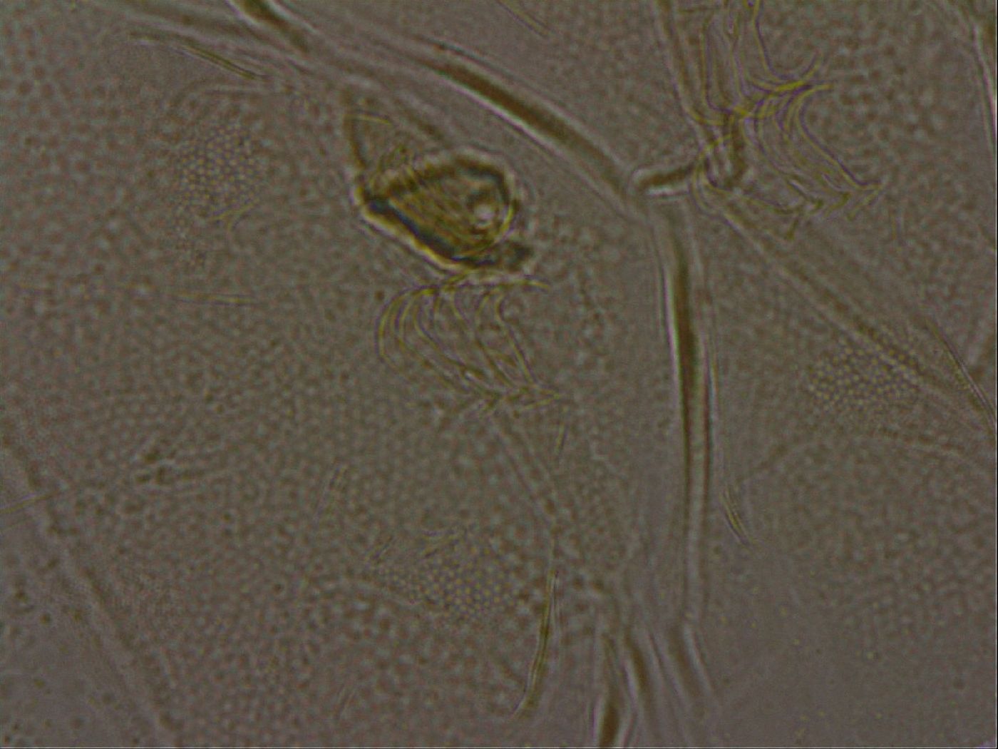 Diploechiniscus oihonnae image