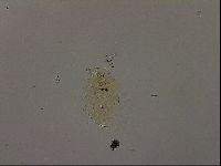 Diploechiniscus oihonnae image