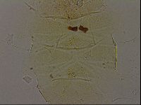 Diploechiniscus oihonnae image