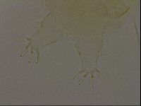 Diploechiniscus oihonnae image