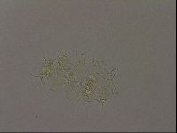 Diploechiniscus oihonnae image
