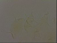 Diploechiniscus oihonnae image