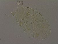 Diploechiniscus oihonnae image