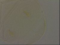 Diploechiniscus oihonnae image