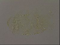 Diploechiniscus oihonnae image