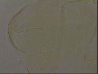Diploechiniscus oihonnae image