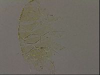 Diploechiniscus oihonnae image