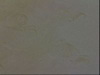 Diploechiniscus oihonnae image