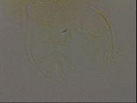 Diploechiniscus oihonnae image