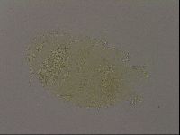 Diploechiniscus oihonnae image