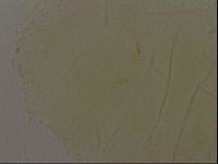 Diploechiniscus oihonnae image