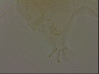 Diploechiniscus oihonnae image