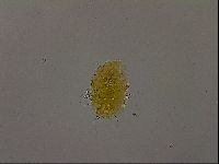 Diploechiniscus oihonnae image