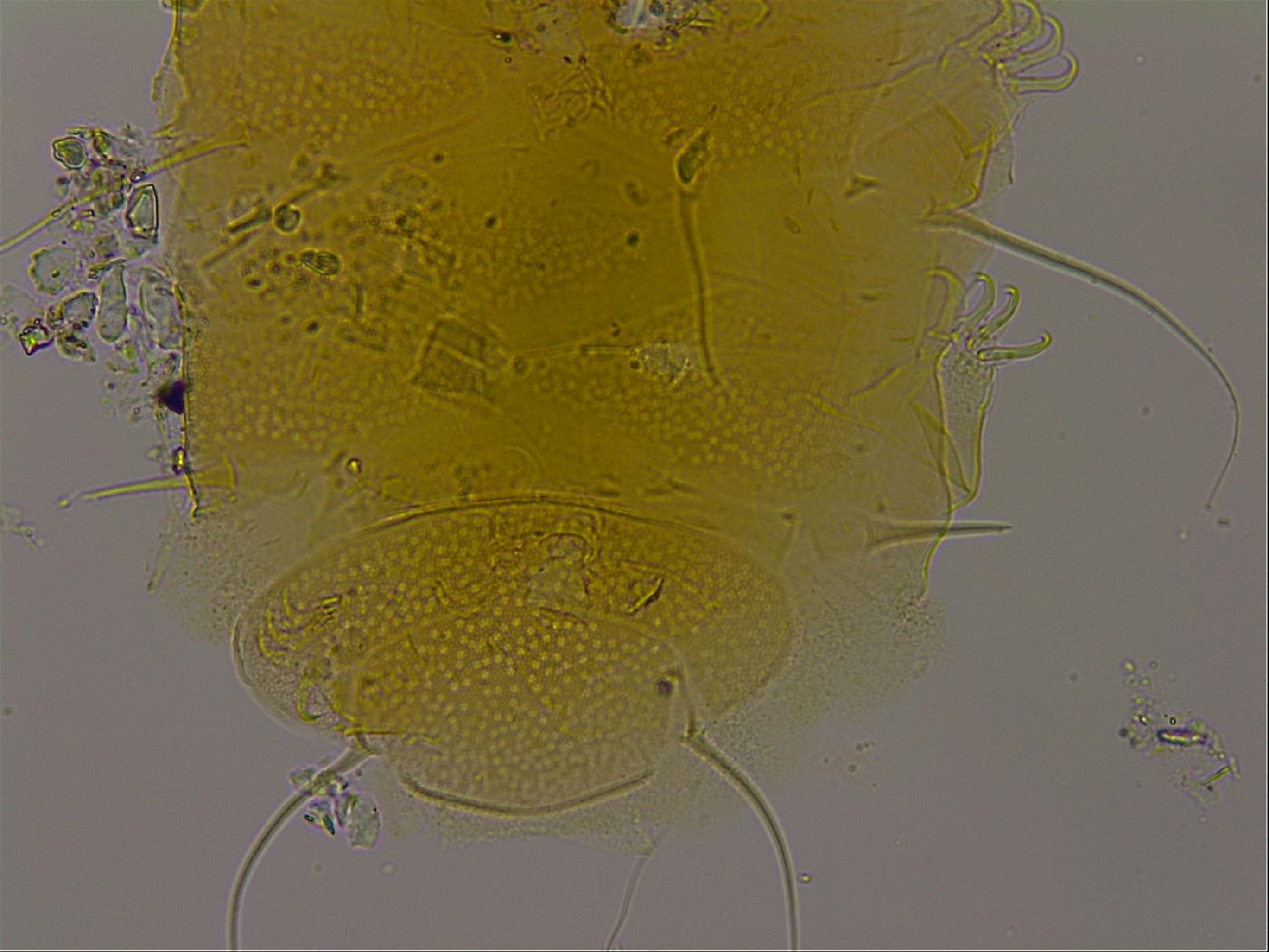 Diploechiniscus oihonnae image