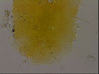 Diploechiniscus oihonnae image