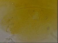 Diploechiniscus oihonnae image