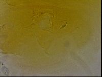Diploechiniscus oihonnae image