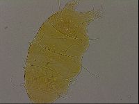 Diploechiniscus oihonnae image