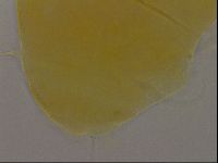 Diploechiniscus oihonnae image
