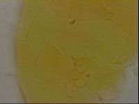 Diploechiniscus oihonnae image