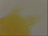 Diploechiniscus oihonnae image