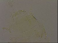 Diploechiniscus oihonnae image